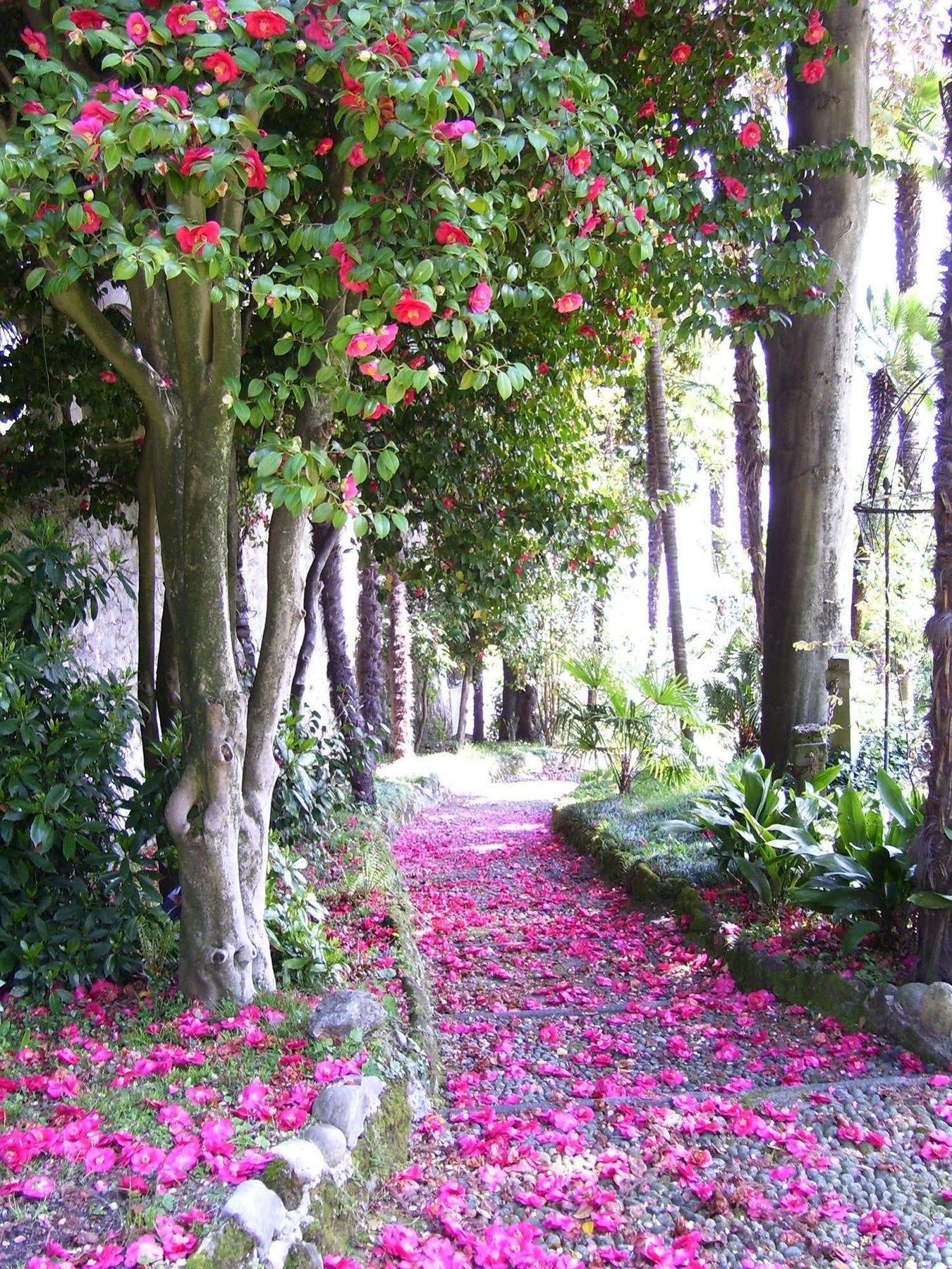 Villa La Mirabella Cadenabbia Luaran gambar